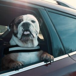 ford-dog-safety-measures